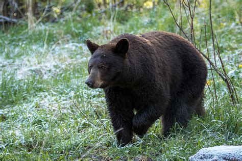 Wandering bear. Things To Know About Wandering bear. 